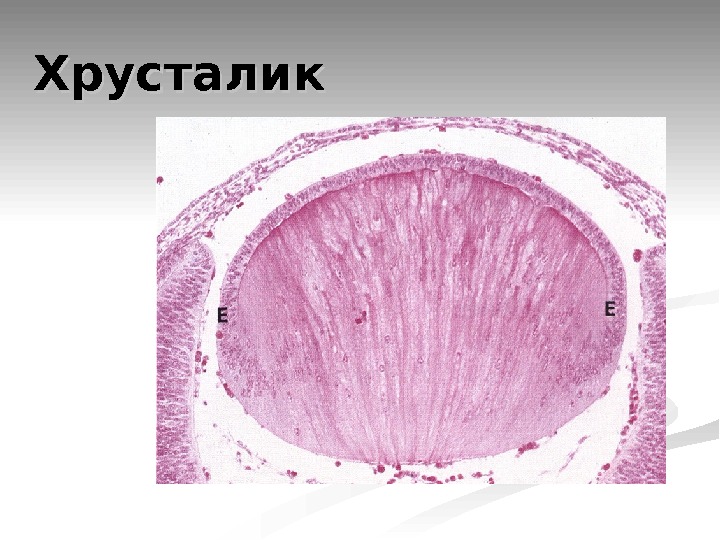 Схема строения хрусталика гистология