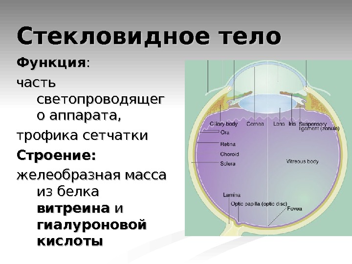 Органы чувств гистология презентация