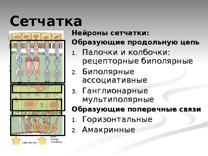 Нейроны обеспечивающие горизонтальные связи сетчатки и увеличивающими контрастность изображения