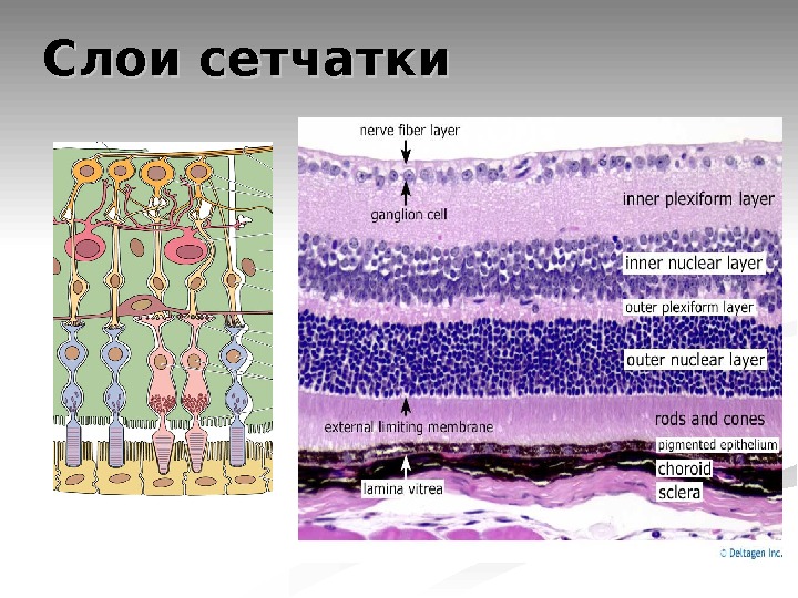 Схема гистологического строения сетчатки