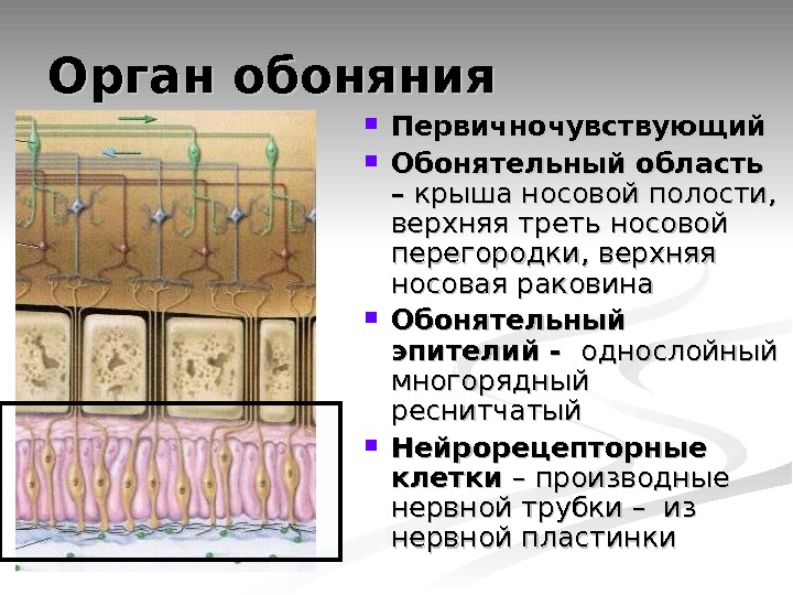 Схема обонятельного эпителия