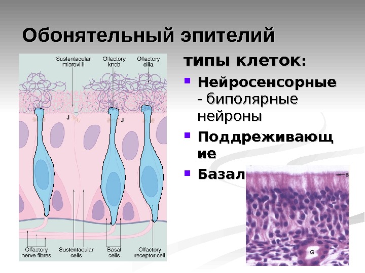 Органы чувств гистология рисунки