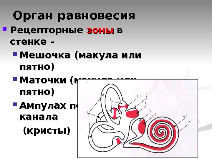 Орган равновесия. Рецепторное пятно органа равновесия. Мешочки органа равновесия.