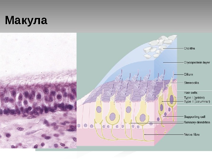 Схема строения макулы гистология
