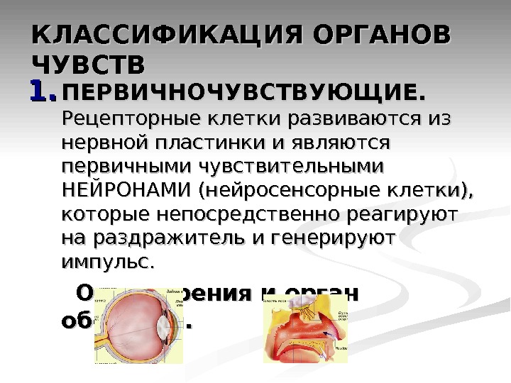 Первичные органы