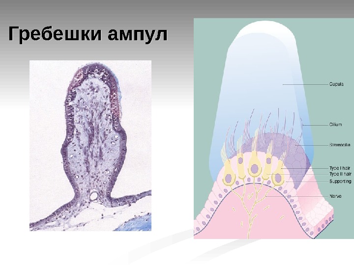 Схема строения ампулярного гребешка