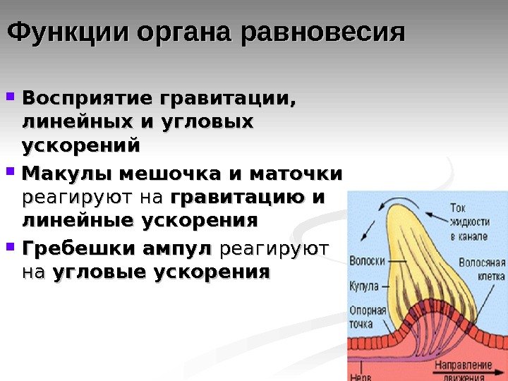 Схема органа равновесия