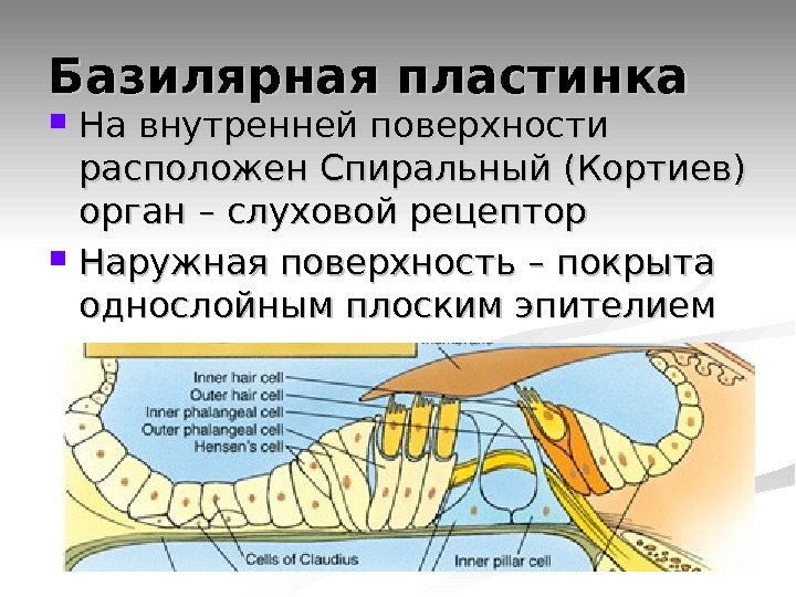 Рецепторы слуха