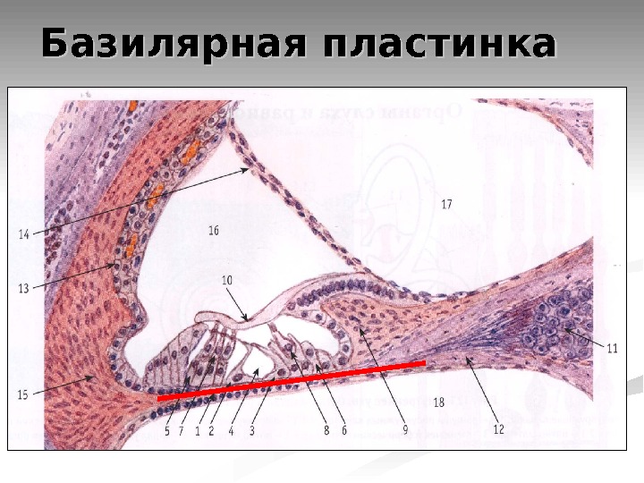 2 зарисовать схему поперечного разреза улитки