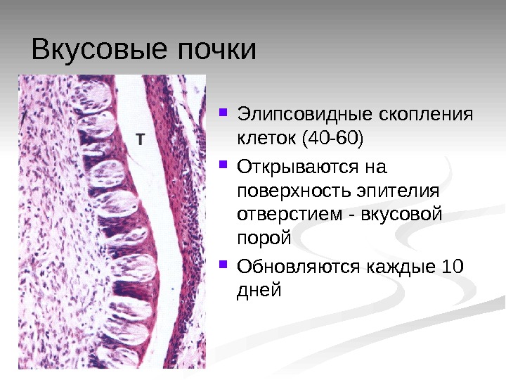 Органы чувств гистология презентация