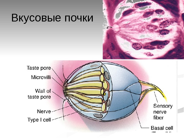 Вкусовая почка. Строение вкусовой почки. Вкусовая почка Электронограмма. Вкусовая почка состоит из.