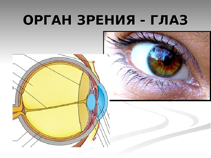 Орган зрения презентация