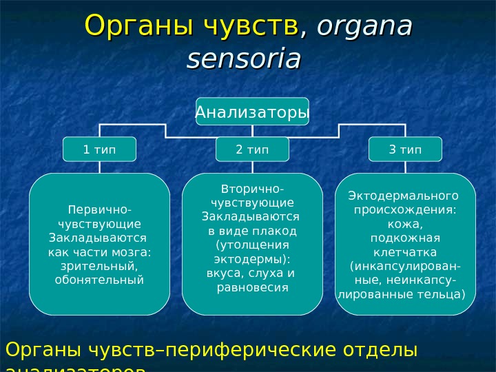 Органы чувств гистология презентация