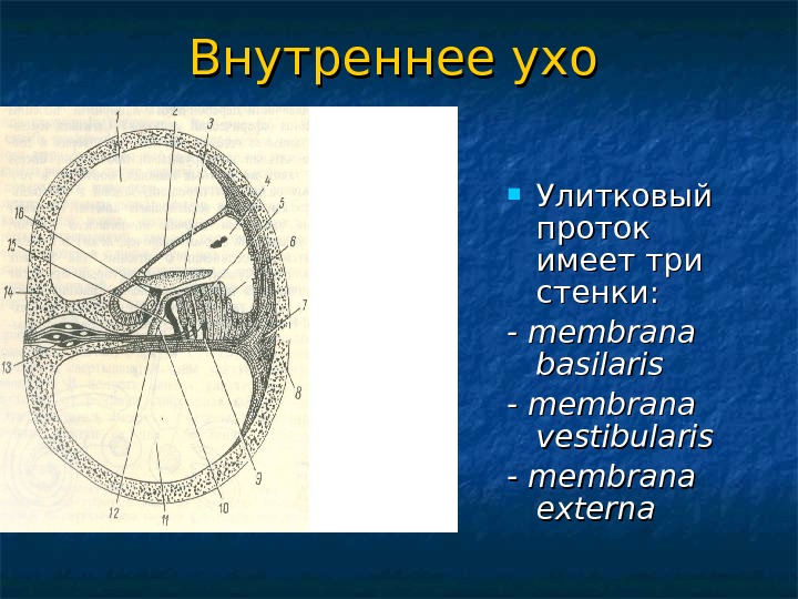 Стенки улиткового протока