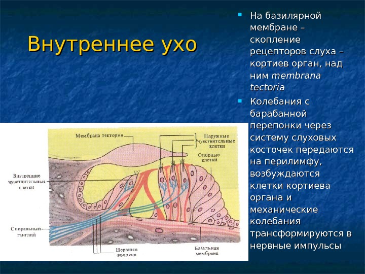 Схема строения кортиевого органа