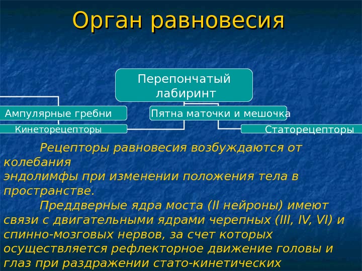 Рецепторы органа. Рецепторы органа равновесия. Анализатор равновесия рецепторы. Рецепторы органа равновесия располагаются. Орган отвечающий за равновесие.