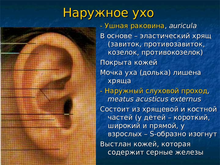 Что такое ушная раковина. Ухо завиток и противозавиток.