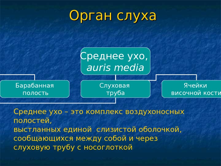 Презентация орган слуха и равновесия 8 класс