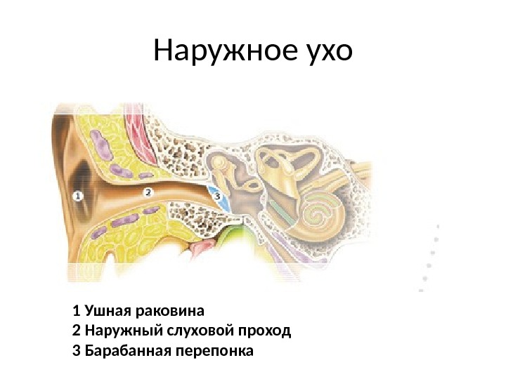 Нижняя стенка слухового прохода