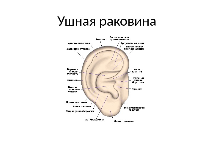 Ушные раковины образованный. Задняя поверхность ушной раковины. Анатомия ушной раковины чашка. Основание ушной раковины.