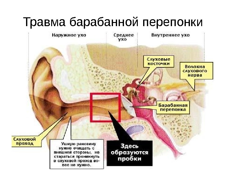 Картинка строение органа слуха