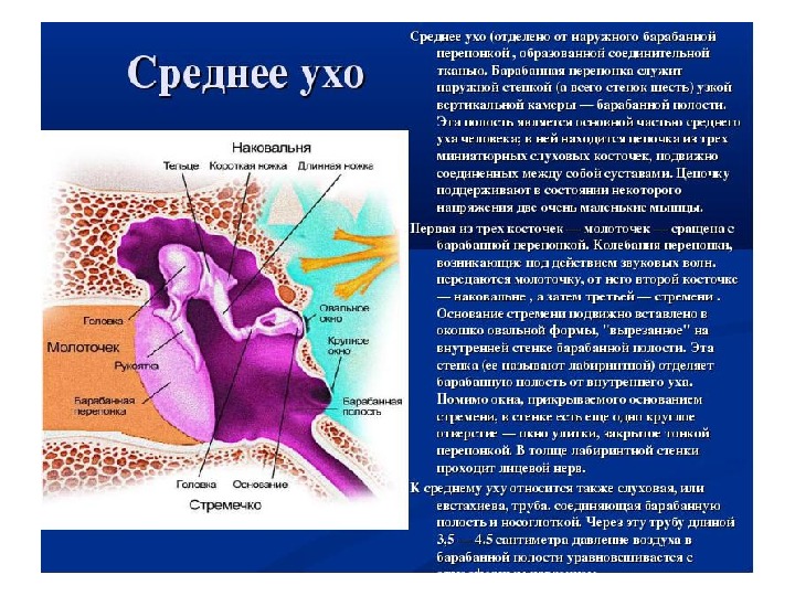 Барабанной перепонкой образована стенка барабанной полости