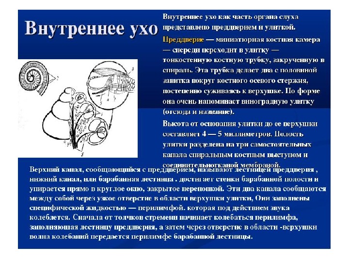 Функции внутреннего уха. Функция преддверия внутреннего уха. Внутреннее ухо преддверие функции. Функции преддверия. Функции преддверия уха.