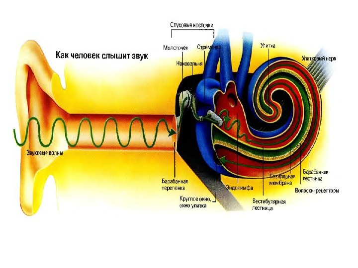 Почему человек слышит звуки. Схема передачи звука в ухе. Звуковая волна в ухе. Процесс передачи звука в слуховом анализаторе. Передача звуковой волны.