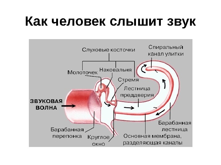 Схема распространения звука в органе слуха