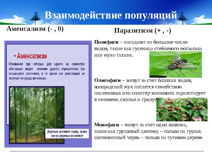 Аменсализм презентация по биологии