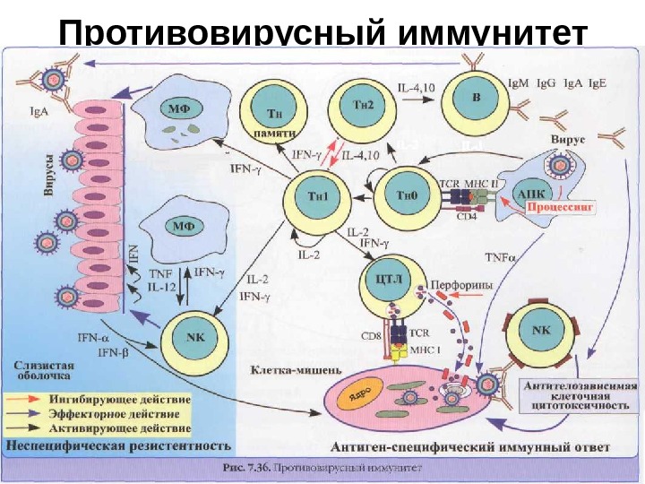 Схема гуморального иммунного ответа иммунология