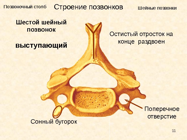 7 позвонок где находится фото