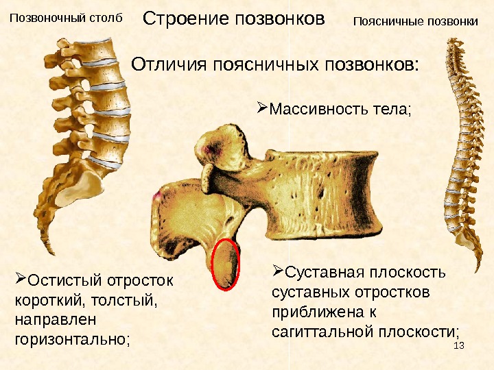 Картинка позвонка человека с надписями