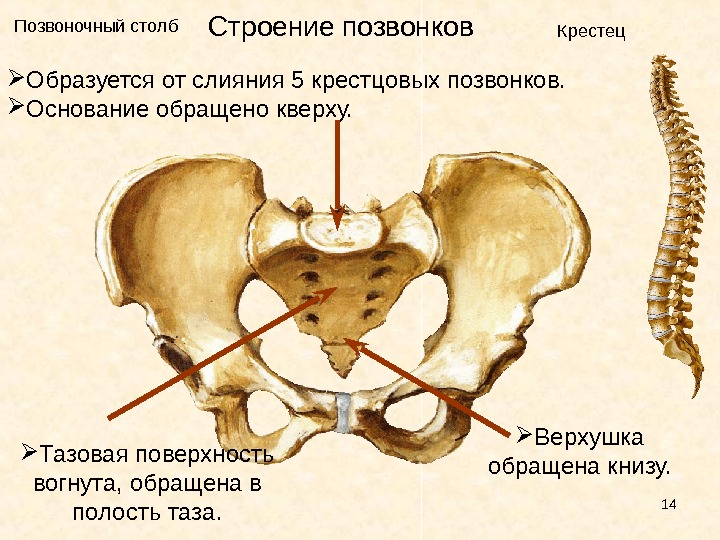Кости таза строение соединение. Строение тазовых костей. Суставные поверхности крестца. Строение крестцового отдела позвоночника.