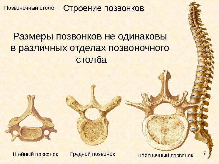 Позвоночный столб анатомия презентация