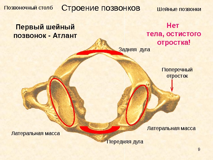 Атлант рисунок позвонка