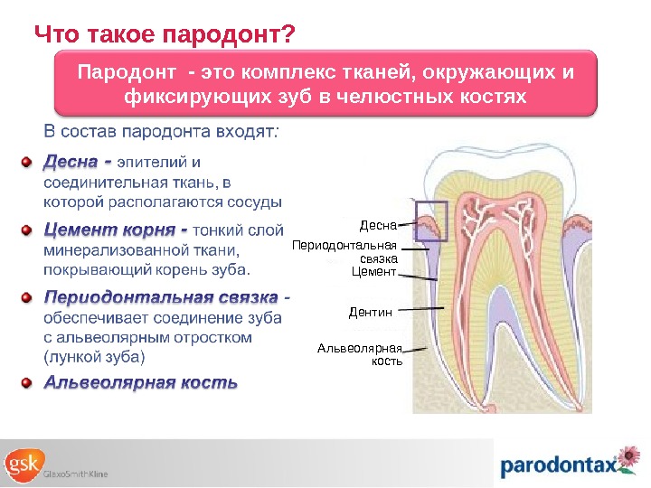 Особенность строения дентина какую функцию он выполняет. Ткани зуба периодонт строение. Анатомия строение зуба периодонт. Анатомо-функциональное строение пародонта функции пародонта. Анатомо-гистологическое строение и функции пародонта..