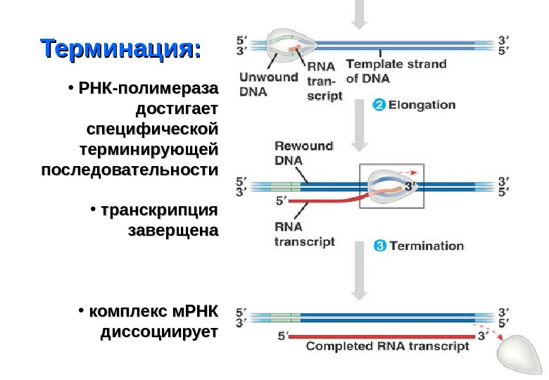 Терминация синтеза рнк. Схема терминации транскрипции. Терминация транскрипции РНК полимеразы 2. 6. Этапы синтеза РНК: инициация, элонгация, терминация. Механизмы терминации транскрипции.