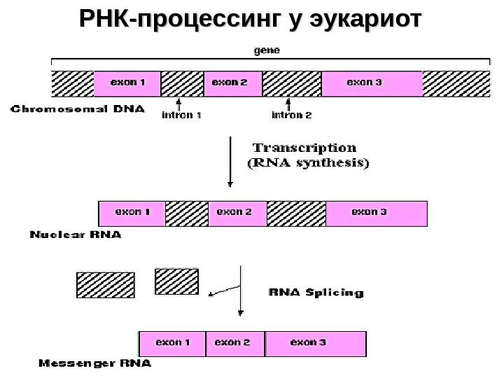 Процессинг синтез. Схема процессинга РНК. Этапы процессинг МРНК эукариот. Сплайсинг МРНК эукариот. Процессинг информационной РНК У эукариот биохимия.