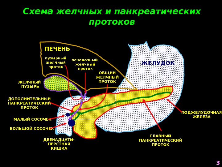 Корнилова схема печень