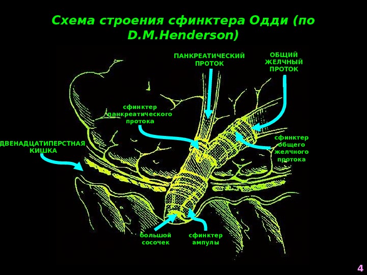 Сфинктер одди где находится картинки