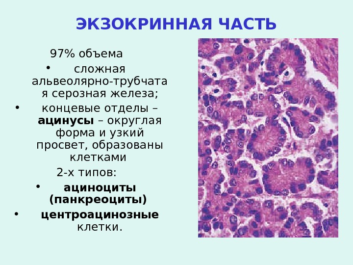 Экзокринными железами называются