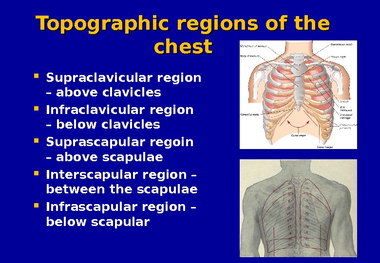 Percussion of the lungs Palpation of the chest