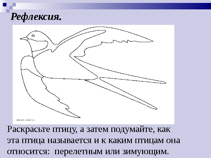 Части тела птицы схема для дошкольников