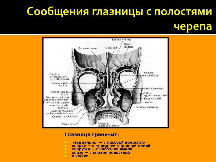 Полость другой. Глазница и носовая полость с пазухами. Полость носа анатомия вид сзади. Полость носа анатомия черепа. Скелет полости носа и глазниц вид сзади.