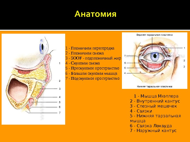 Связочный аппарат лица картинки