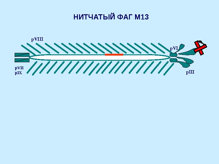 Ранние гены фага лямбда