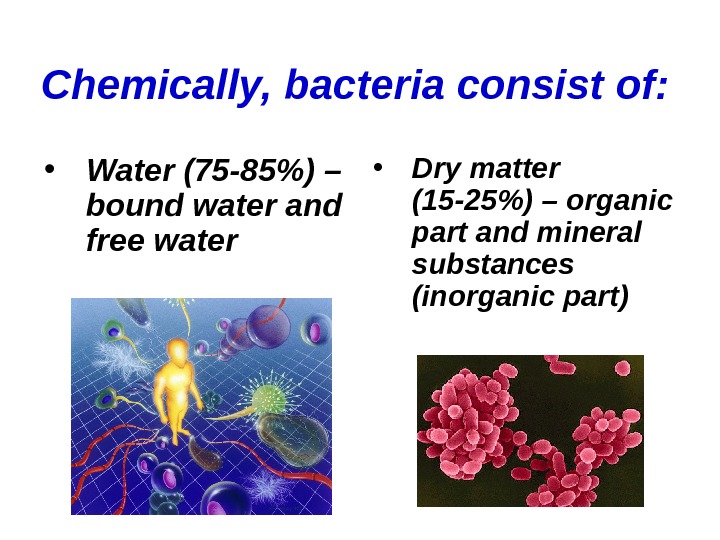 PHYSIOLOGY OF By Konrad T. Juszkiewicz,