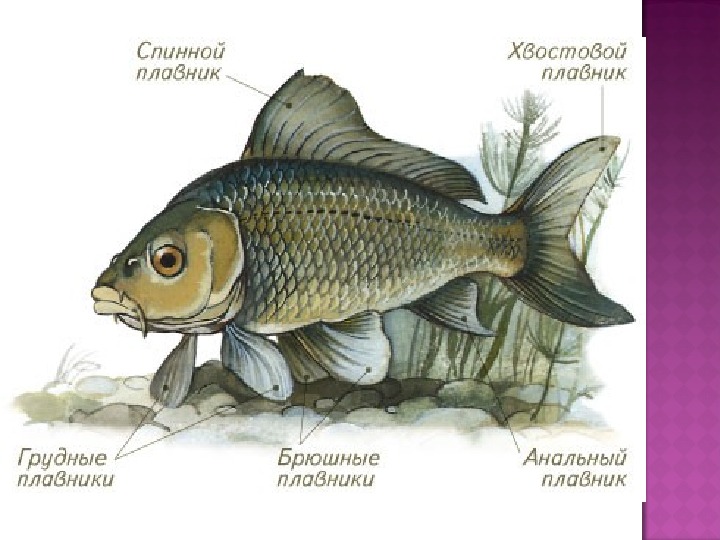 Какое значение имеет ноздри у рыб. Органы движения рыб. Движение плавников у рыбы. Способы передвижения рыб. Класс рыбы органы передвижения.