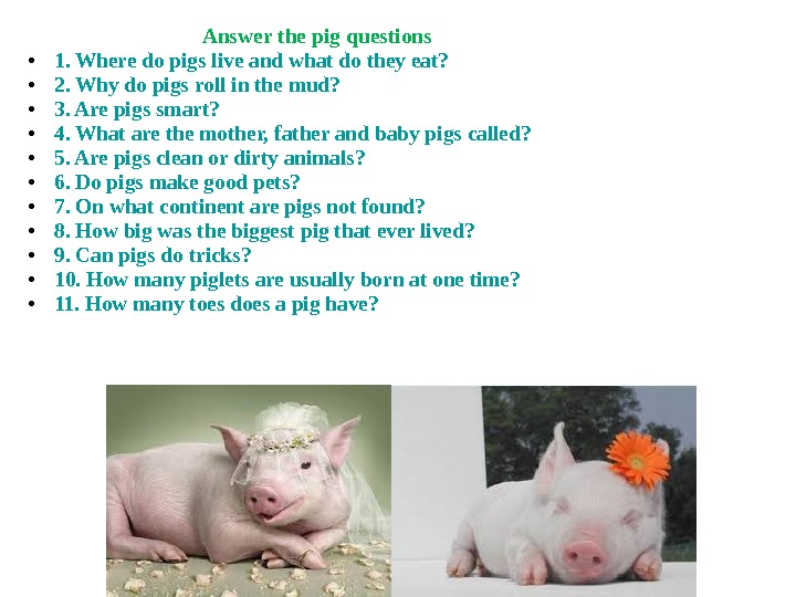 Описание презентации Презентация pig.2ppt по слайдам.